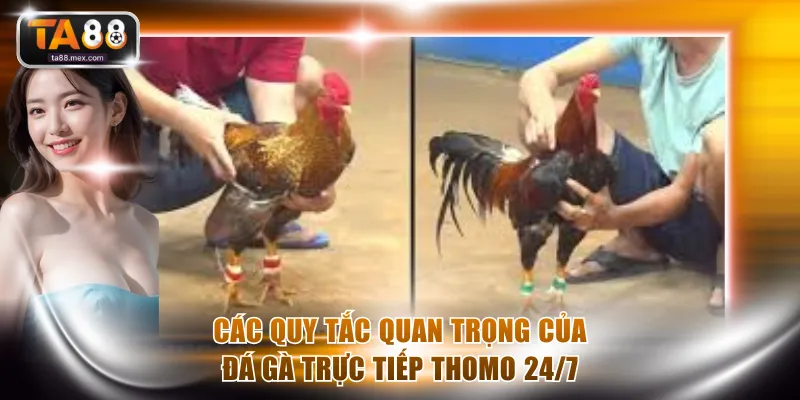 Các quy tắc quan trọng của đá gà trực tiếp Thomo 24/7
