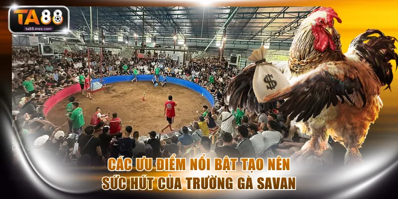 Các ưu điểm nổi bật tạo nên sức hút của trường gà Savan