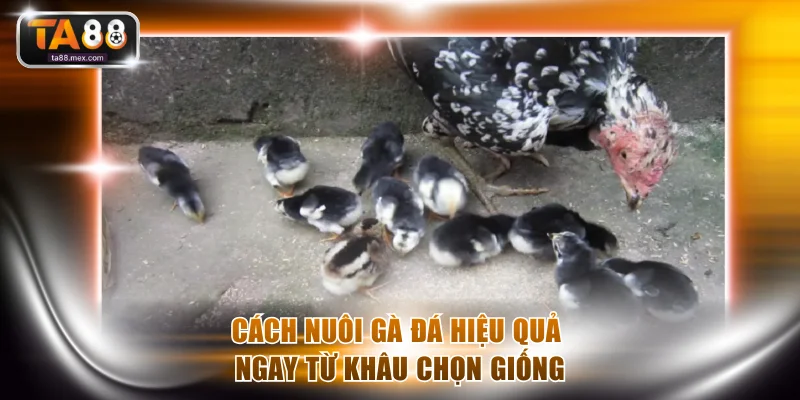 Cách nuôi gà đá hiệu quả ngay từ khâu chọn giống