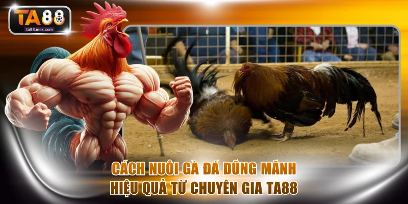 cách nuôi gà đá