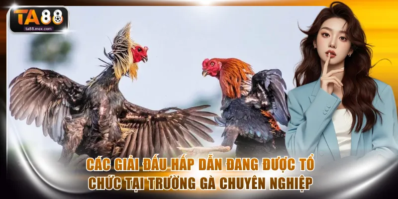 Các giải đấu hấp dẫn đang được tổ chức tại trường gà chuyên nghiệp