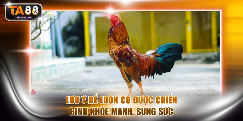 Lưu ý để luôn có được chiến binh khỏe mạnh, sung sức