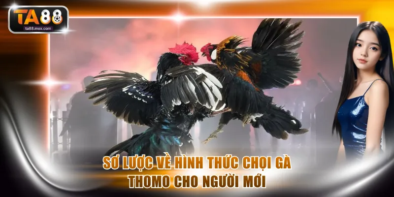 Sơ lược về hình thức chọi gà Thomo cho người mới