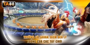 Trường gà Savan