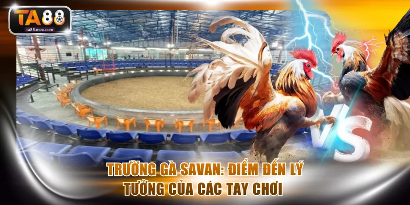 Trường gà Savan